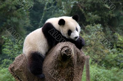 Relaxed panda on a tree