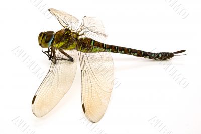 dragon-fly in a type