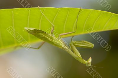Praying Mantis Praying Mantis