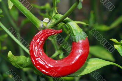 Red Pepper Chilly Isolated