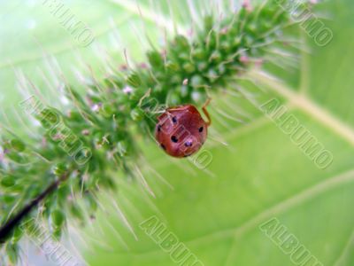 Ladybird Insect on a Leaf