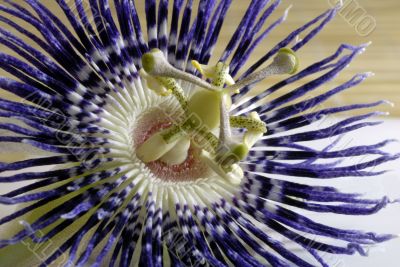 Passion Flower Blue macro