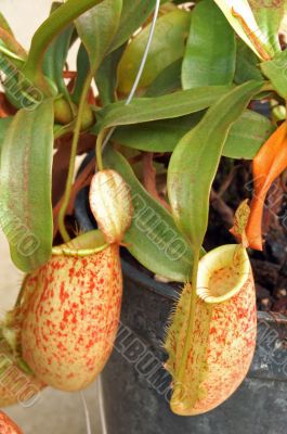 Pitcher Plant Nepenthes Truncata