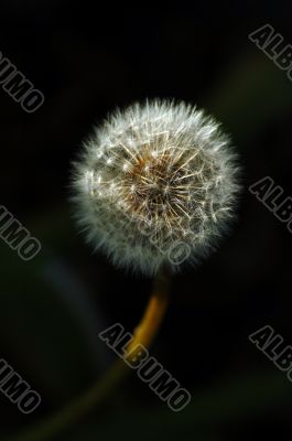 Dandelion Flower Dandelion Flower