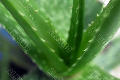 Aloe Vera Green Succulent Plant