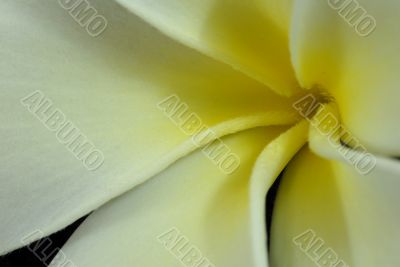 Frangipani Flower