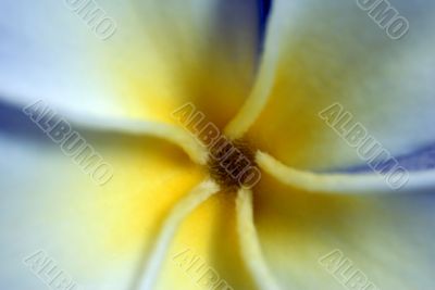 Frangipani Flower