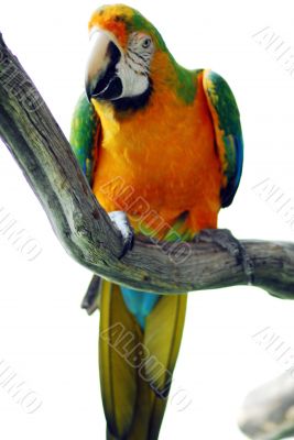 Macaw Bird Green and Yellow Color