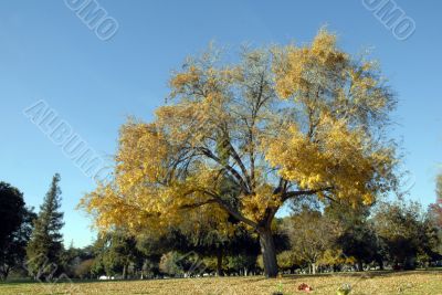 Ginkgo tree in Fall Season