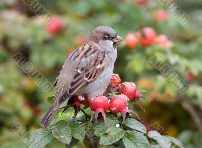 sparrow on a branch of dogrose