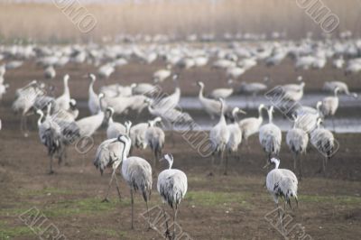 Migrate of birds