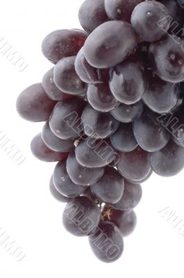 Black grapes close up