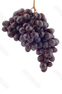 Black grapes closeup