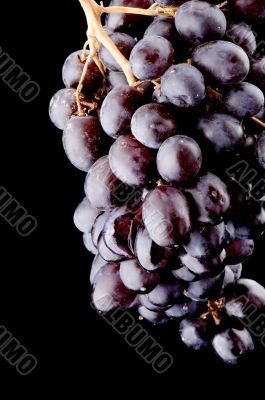 Black grapes on black