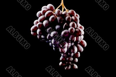 grapes on black close up
