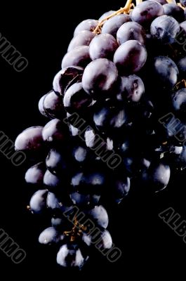 grapes on black closeup
