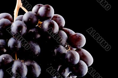 grapes on black macro