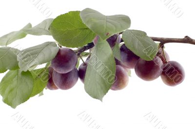 plum tree macro