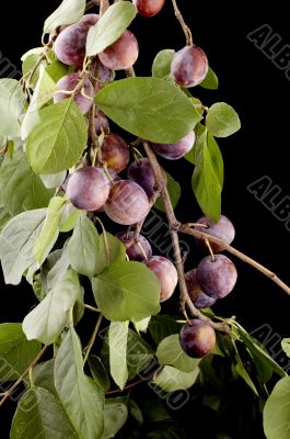 plum tree