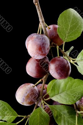 plum-tree close up