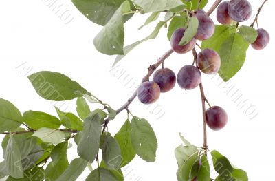 plum-tree macro