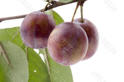 wild plum close up