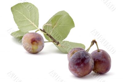 wild plum on white