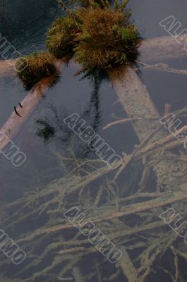 Roots under transparent  water in the lake