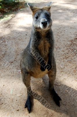 Australian wallaby