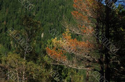 Trees in Siberia