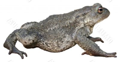 Isolated toad on a white background