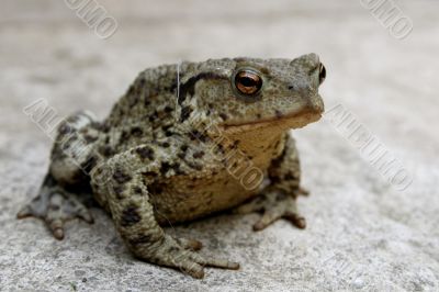 A toad on a patio