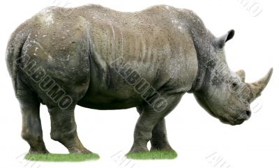 Isolated rhino on white background Isolated rhino on white background