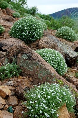 Grass and flowers in Siberia