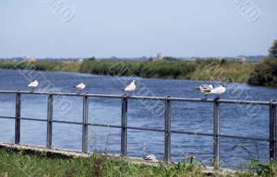 Valli di Comacchio, Birds Valli di Comacchio, Birds