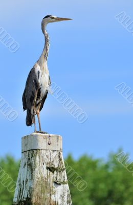 Blue heron