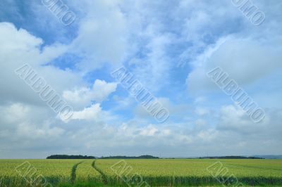 Agriculture with corn fields