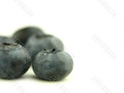 Blue berry and american berry very close Blue berry and american berry very close