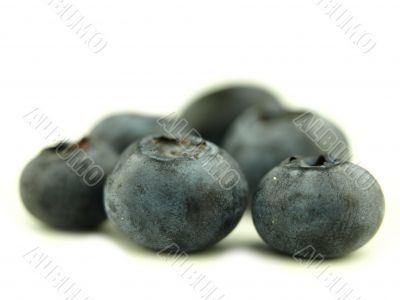 Blue berry and american berry very close Blue berry and american berry very close