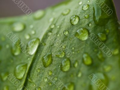 Waterdrops on the leaf