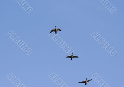Flying ducks