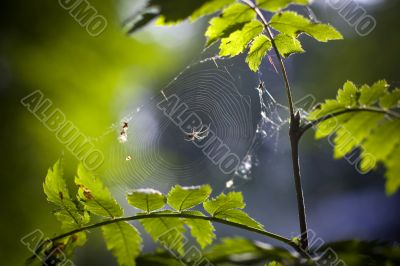 Spider on web