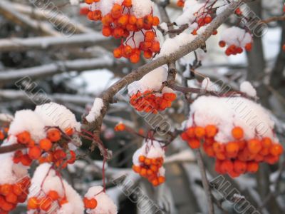 orange berries covered with snow