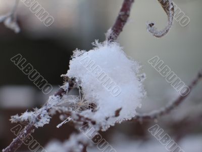 snow on a branch