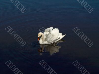 Swan