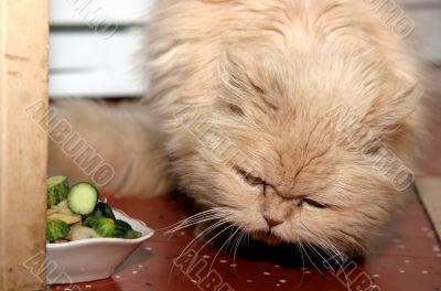 cat eat cucumbers