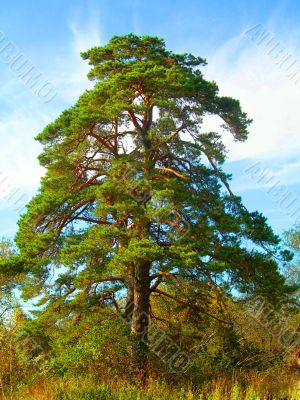 Pine-tree