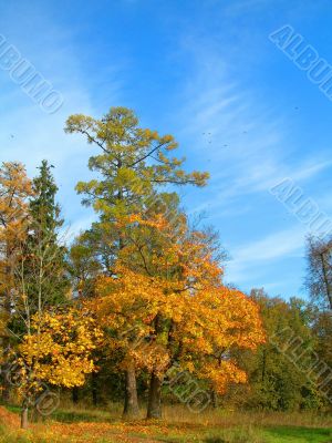 Autumn trees