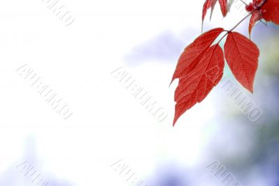 red leaves, shallow focus