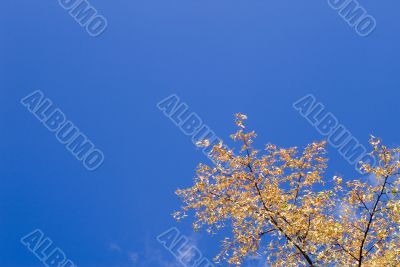 Autumn foliage against the sky
